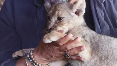 Tuzla'da bulunan yavru aslana "Hugo" adı verildi