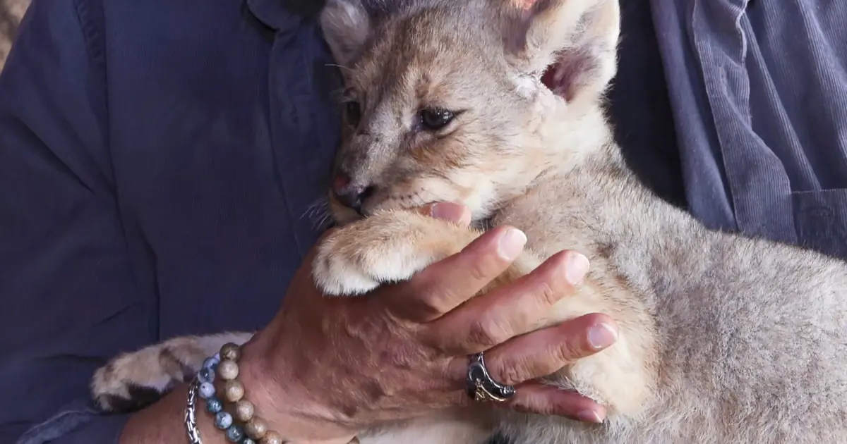Tuzla'da bulunan yavru aslana "Hugo" adı verildi