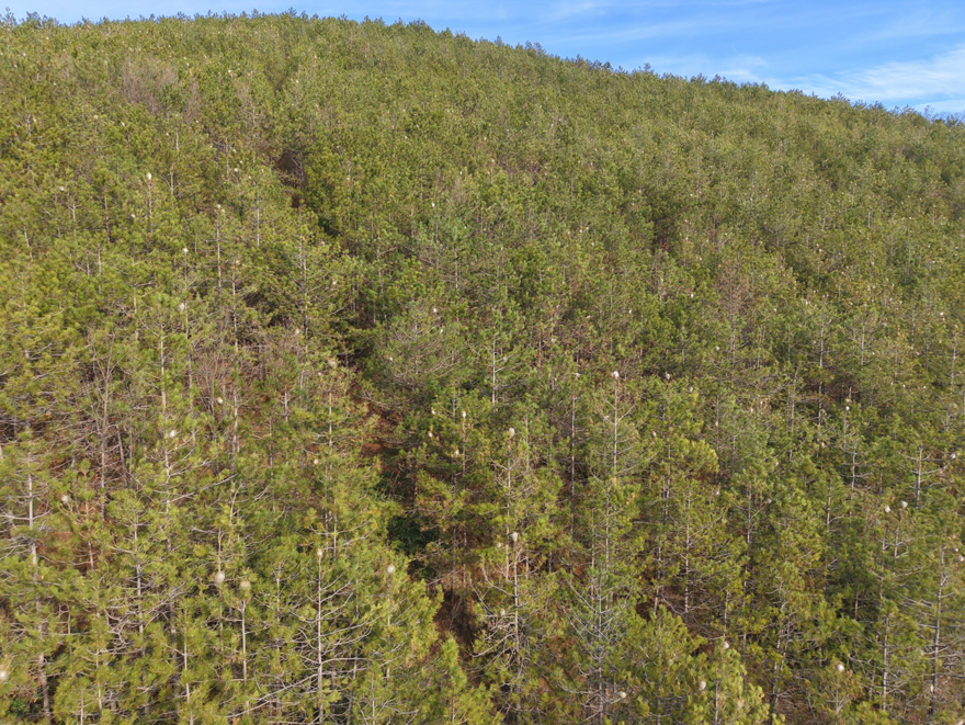 Oburca beslenip hem insana hem doğaya zarar veriyor. Samsun'da çam kese tırtılı istilası 2