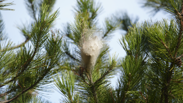 Oburca beslenip hem insana hem doğaya zarar veriyor. Samsun'da çam kese tırtılı istilası