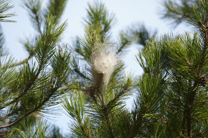 İNSANDA ALERJİYE NEDEN OLABİLİR 3