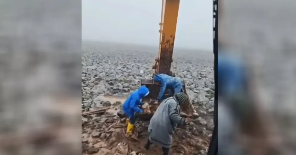 Çamura saplanan inek kepçe yardımıyla kurtarıldı