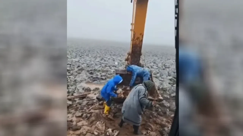 Çamura saplanan inek kepçe yardımıyla kurtarıldı