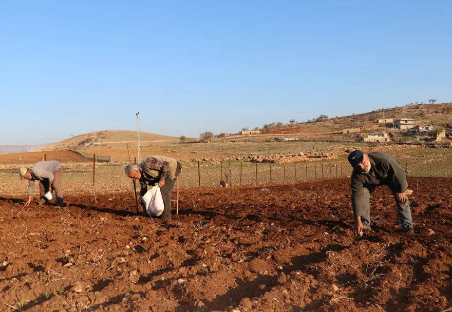 Bozulmadan 1 yıl dayanabiliyor, bağışıklık dostu besinin ekimi yapıldı 2