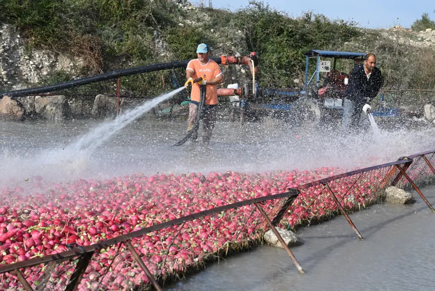 Çamurlarını temizlemek için saatlerce uğraşıyorlar. Şifa deposu besinde zahmetli hasat 