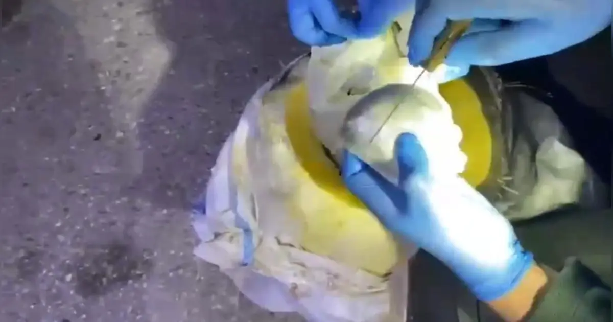 Osmaniye'de bal kabağından uyuşturucu çıktı