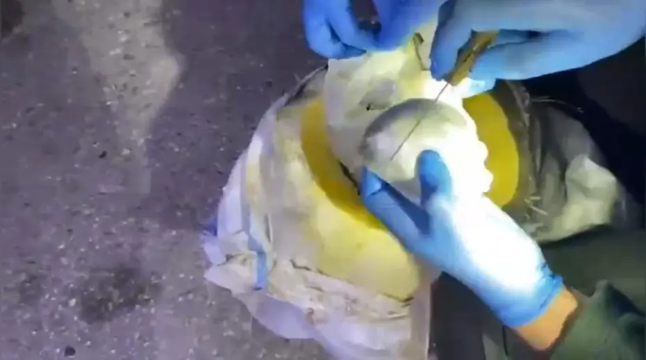 Osmaniye'de bal kabağından uyuşturucu çıktı