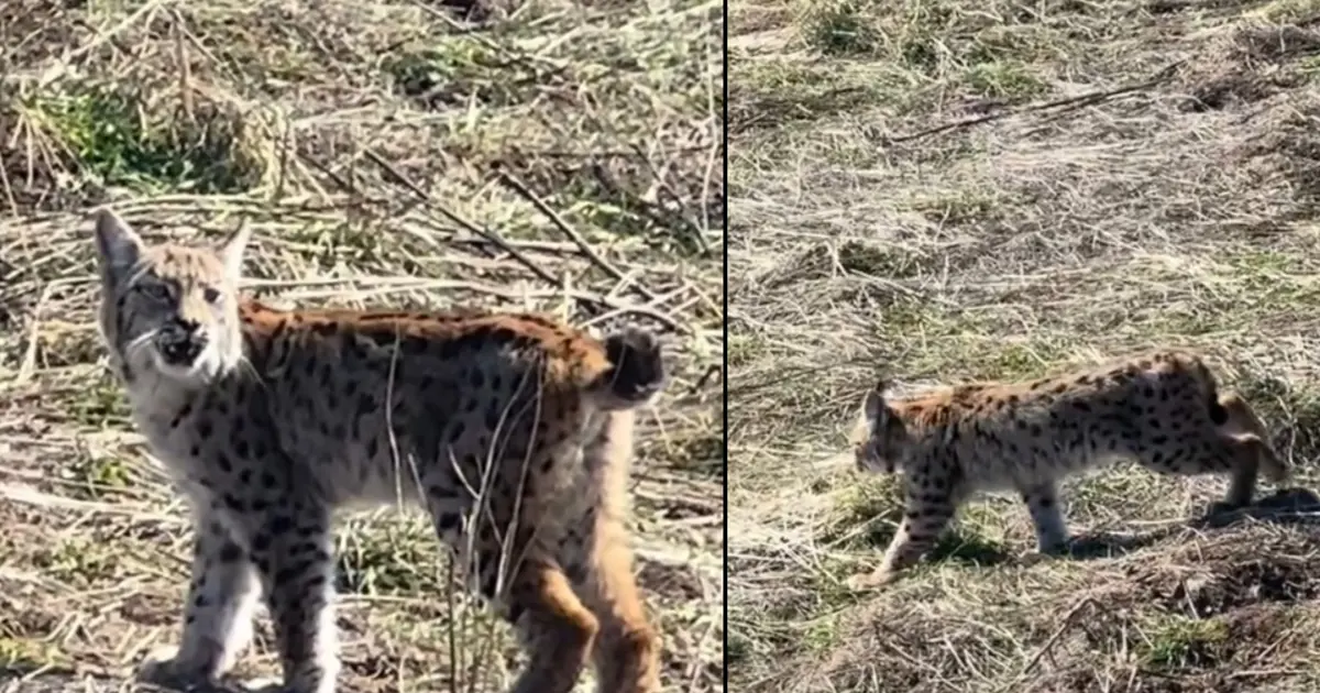 "Doğada nadir yaşanan bir an" Ormanın hayaleti görüntülendi