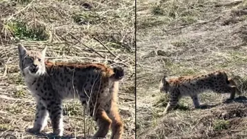 "Doğada nadir yaşanan bir an" Ormanın hayaleti görüntülendi