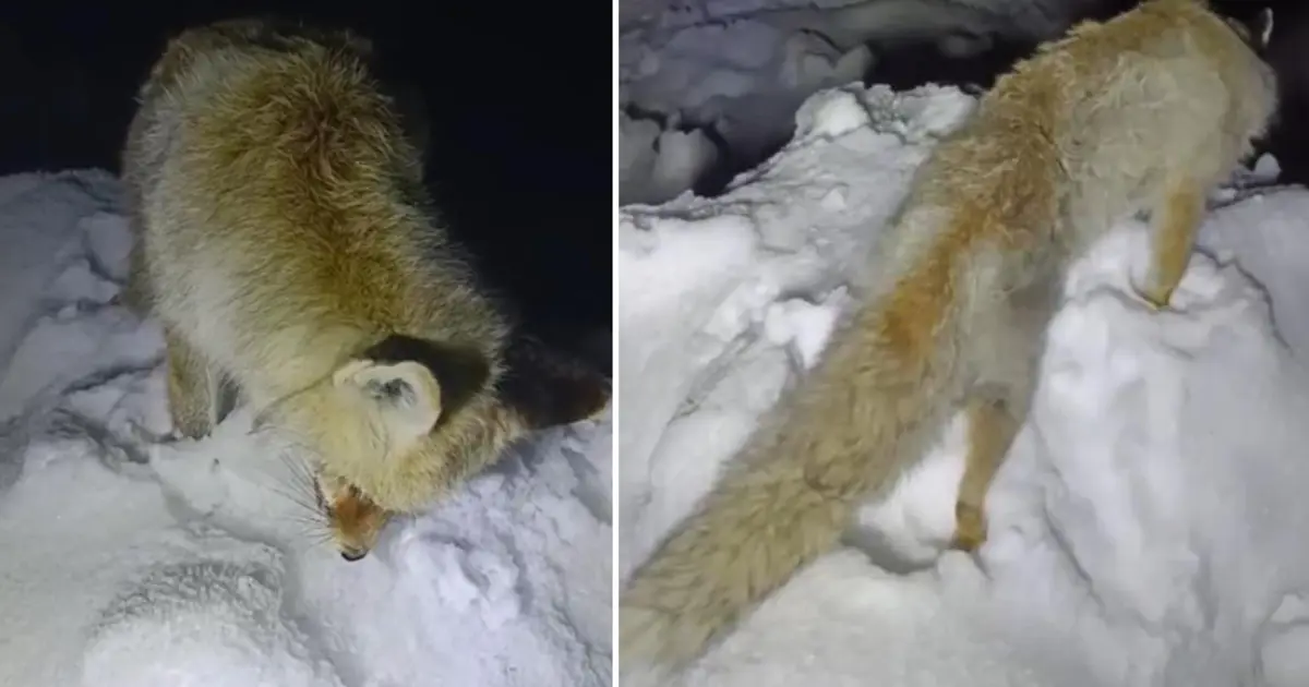 Bu fotoğraf Rusya'dan değil, Türkiye'den... Yiyecek aradığı sırada ayakta dondu!