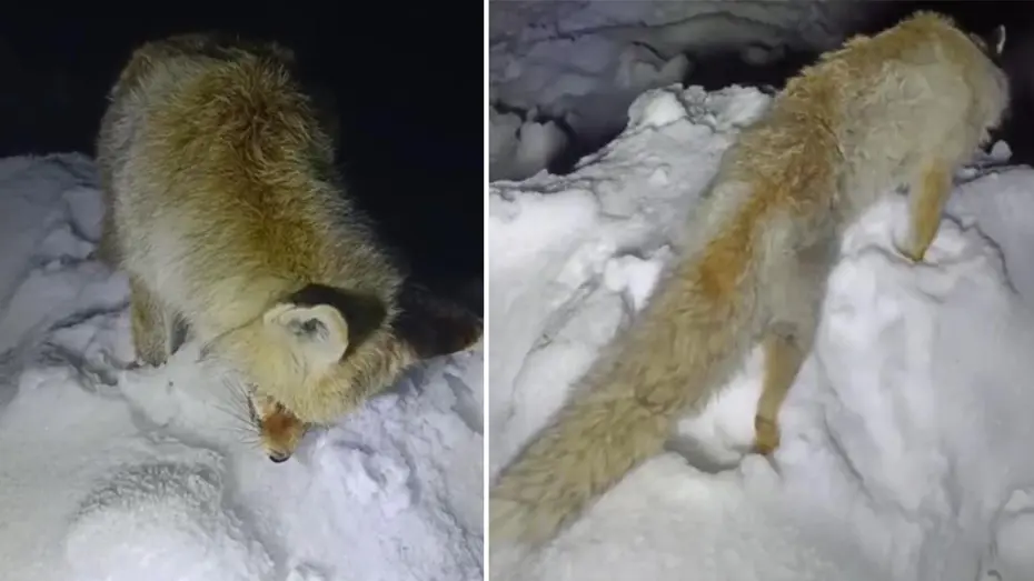 Bu fotoğraf Rusya’dan değil, Türkiye’den… Yiyecek aradığı sırada ayakta dondu!