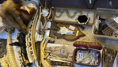 İstanbul'da yakalandı. Fil dişi, kurt dişi, arslan tırnağı ve yüzlerce hayvana ait parça. 