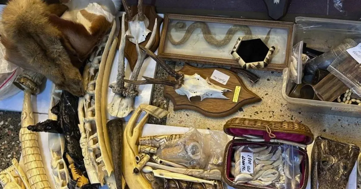 İstanbul'da el yakalandı. Fil dişi, kurt dişi, arslan tırnağı ve yüzlerce hayvana ait parça.