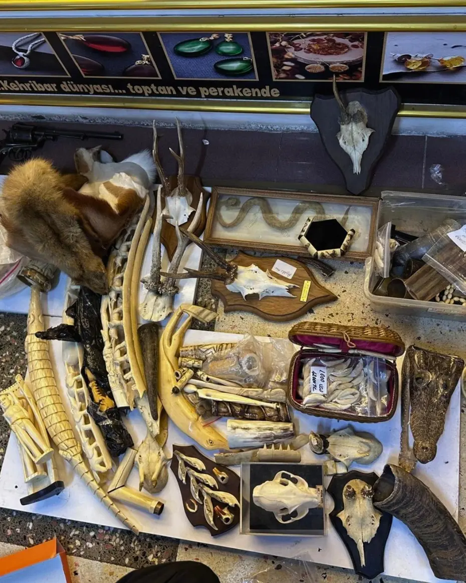İstanbul'da el yakalandı. Fil dişi, kurt dişi, arslan tırnağı ve yüzlerce hayvana ait parça. 
