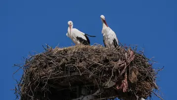 Yaren leylek, eşi Nazlı'ya kavuştu