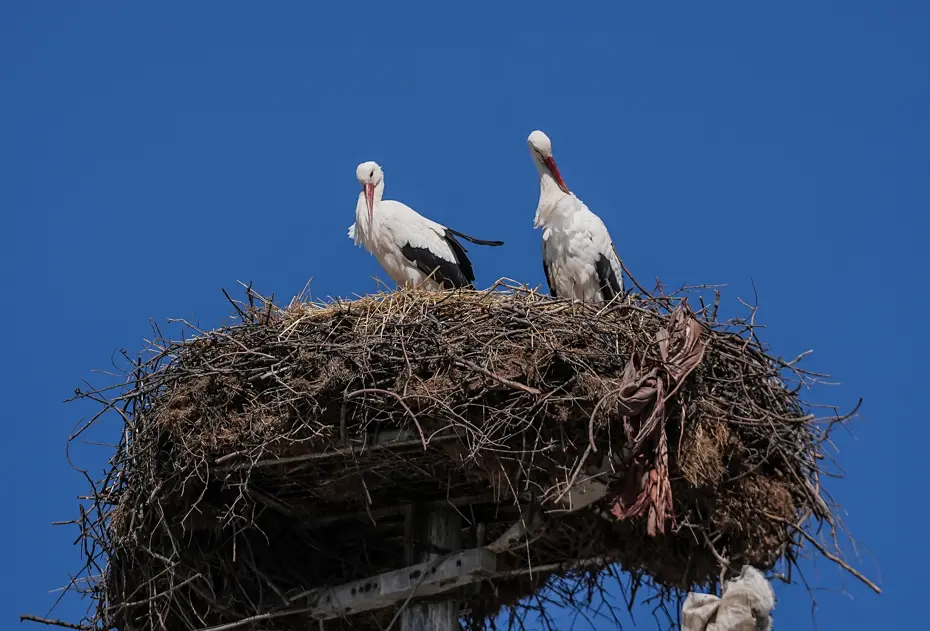Yaren leylek, eşi Nazlı'ya kavuştu