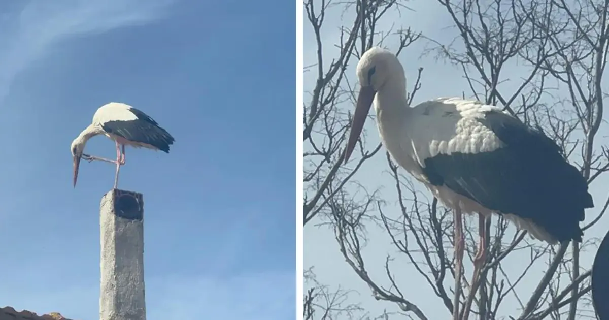 Bu sene bir ilk mi yaşanacak? Eşi geldi, Adem Amca'nın Yaren leylek nöbeti başladı