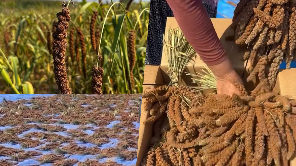 Çin'den ithal ediliyordu, Osmaniye'de ilk kez yetiştirildi. Kilosu 4 dolara ihraç edildi