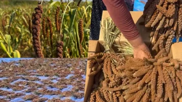 Çin'den ithal ediliyordu, Osmaniye'de ilk kez yetiştirildi. Kilosu 4 dolara ihraç edildi