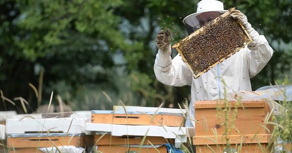Yenice ıhlamur balına coğrafi işaret