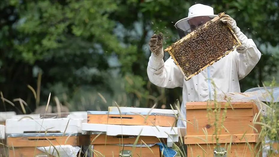 Yenice ıhlamur balına coğrafi işaret