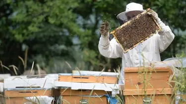 Yenice ıhlamur balına coğrafi işaret