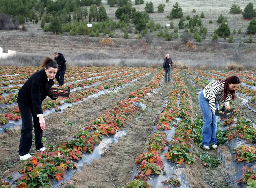 Hobi amaçlı başlamıştı, şimdi siparişlere yetişemiyor. İlk sene 4 ton ürün aldı 