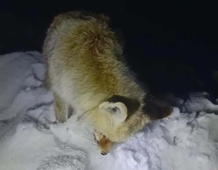 Bu fotoğraf Rusya'dan değil, Türkiye'den... Yiyecek aradığı sırada ayakta dondu! 1