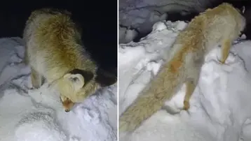 Bu fotoğraf Rusya'dan değil, Türkiye'den... Yiyecek aradığı sırada ayakta dondu!