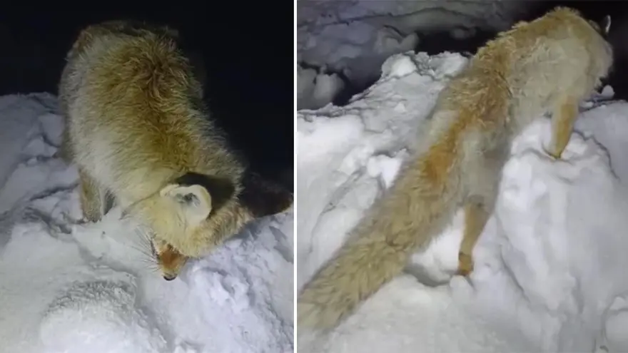 Bu fotoğraf Rusya'dan değil, Türkiye'den... Yiyecek aradığı sırada ayakta dondu! 