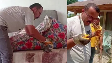 Eve giren yılanı boynuna doladı