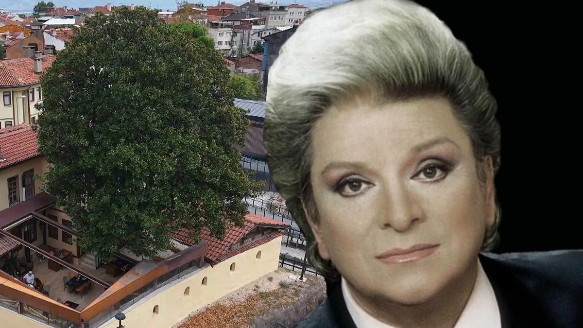 Zeki Müren'in Manolyam şarkısına ilham vermişti. 300 yıllık ağaç ilk günkü gibi korunuyor