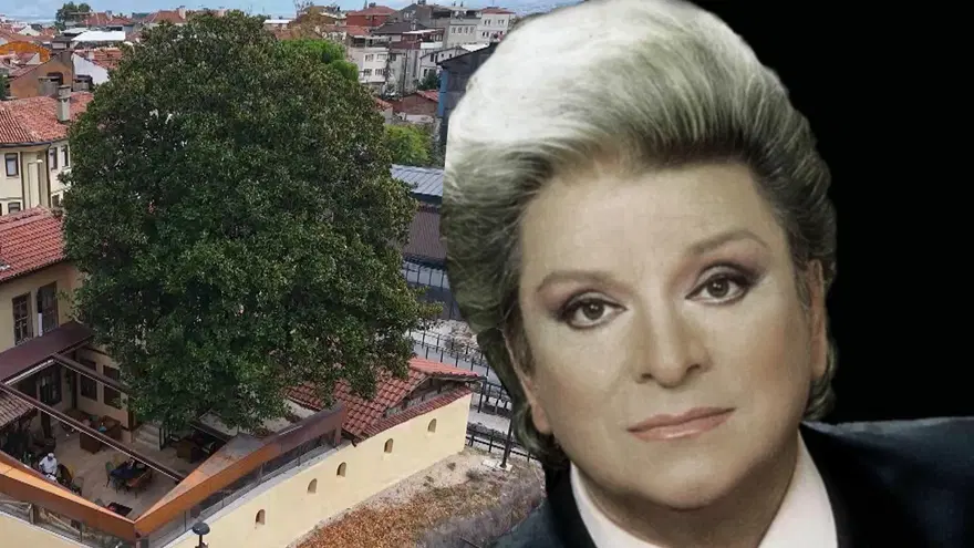 Zeki Müren'in Manolyam şarkısına ilham vermişti. 300 yıllık ağaç ilk günkü gibi korunuyor 