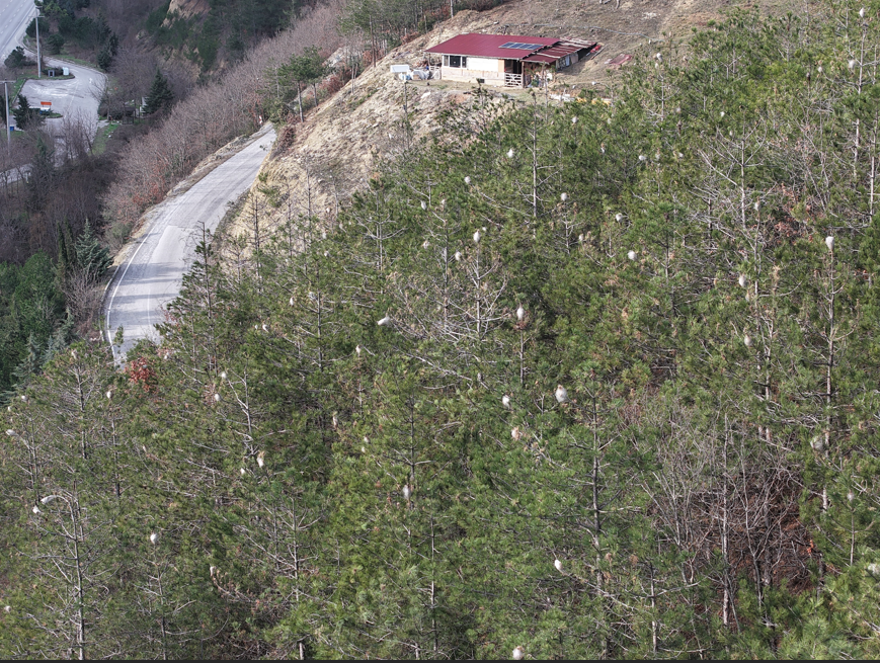 Oburca beslenip hem insana hem doğaya zarar veriyor. Samsun'da çam kese tırtılı istilası 