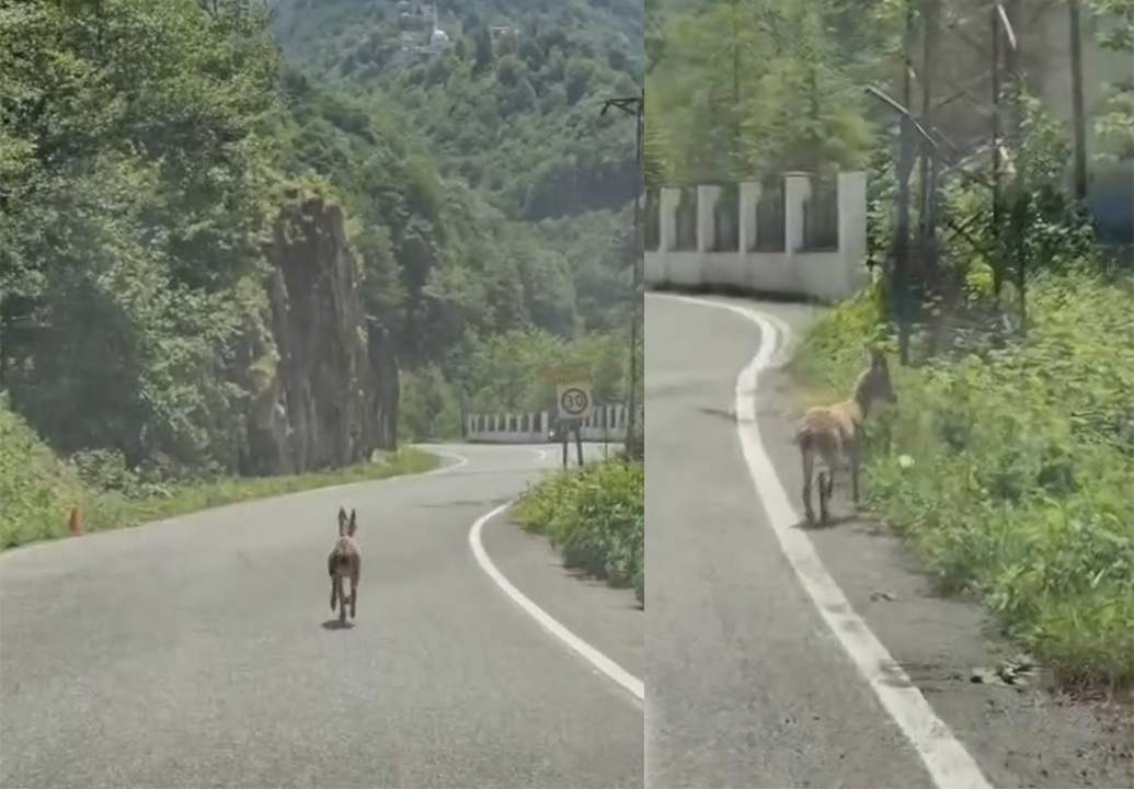 Trabzon'da ilk kez görüldü. Çengel boynuzlu yavru karayoluna indi