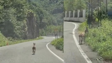 Trabzon'da ilk kez görüldü. Çengel boynuzlu yavru karayoluna indi
