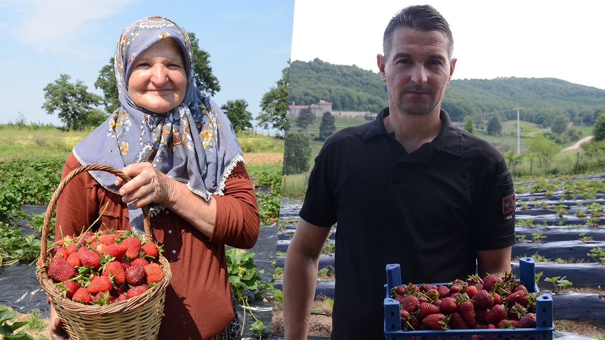 Hobi olarak başladı, 8 yılda üretimi 21 katına çıktı. Herkes kendi çileğini topluyor