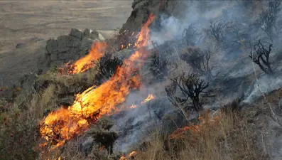 Sarıkamış'ta ormanlık alanda örtü yangını