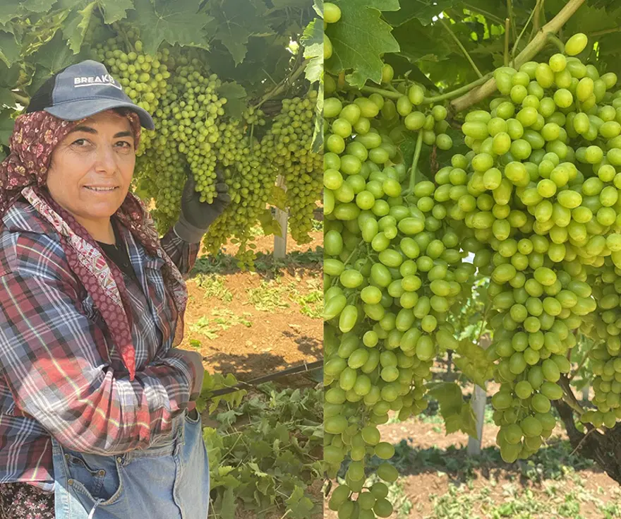 HASAT AĞUSTOS AYINDA BAŞLAYACAK 1