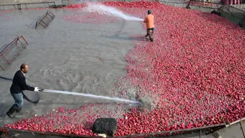 Çamurlarını temizlemek için saatlerce uğraşıyorlar. Şifa deposu besinde zahmetli hasat