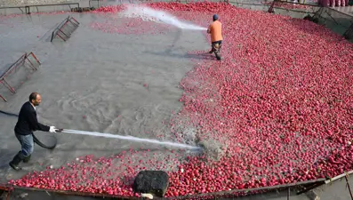 Çamurlarını temizlemek için saatlerce uğraşıyorlar. Şifa deposu besinde zahmetli hasat