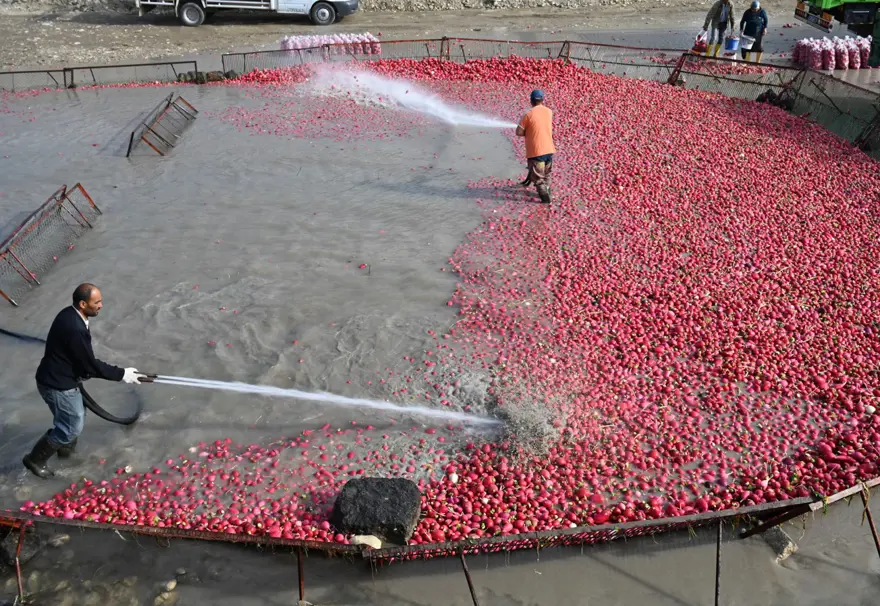 Çamurlarını temizlemek için saatlerce uğraşıyorlar. Şifa deposu besinde zahmetli hasat 1