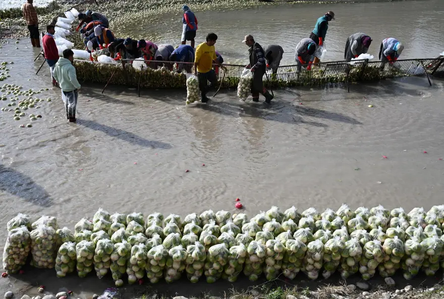 Çamurlarını temizlemek için saatlerce uğraşıyorlar. Şifa deposu besinde zahmetli hasat 3