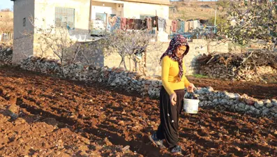 Bozulmadan 1 yıl dayanabiliyor, bağışıklık dostu besinin ekimi yapıldı