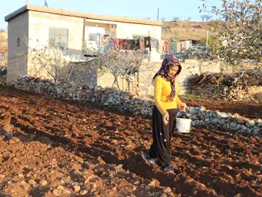Bozulmadan 1 yıl dayanabiliyor, bağışıklık dostu besinin ekimi yapıldı