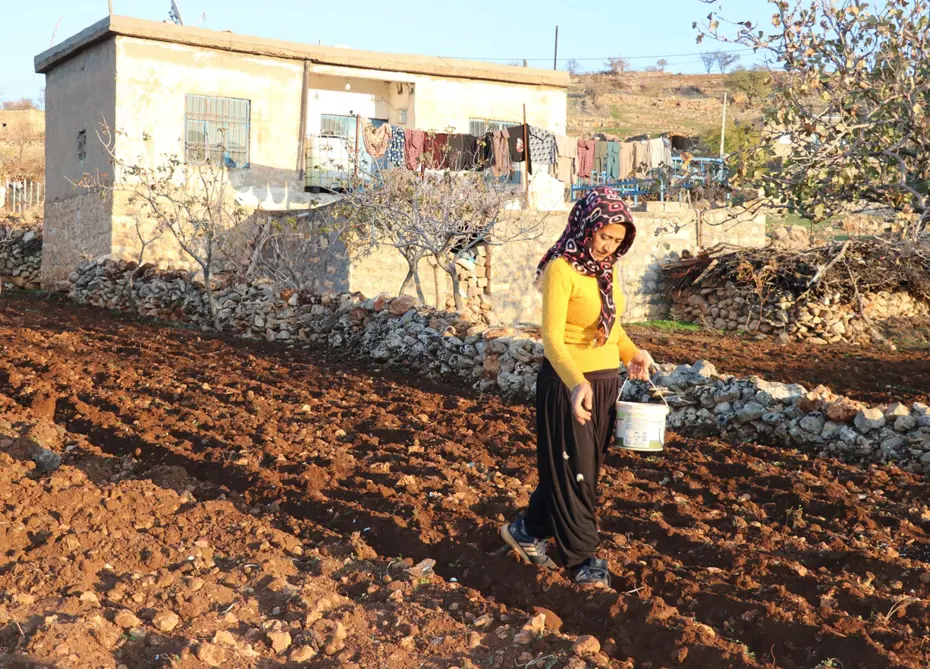 Bozulmadan 1 yıl dayanabiliyor, bağışıklık dostu besinin ekimi yapıldı