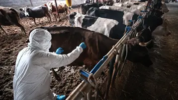 Sakarya'da 37 mahallede şap karantinası başlatıldı