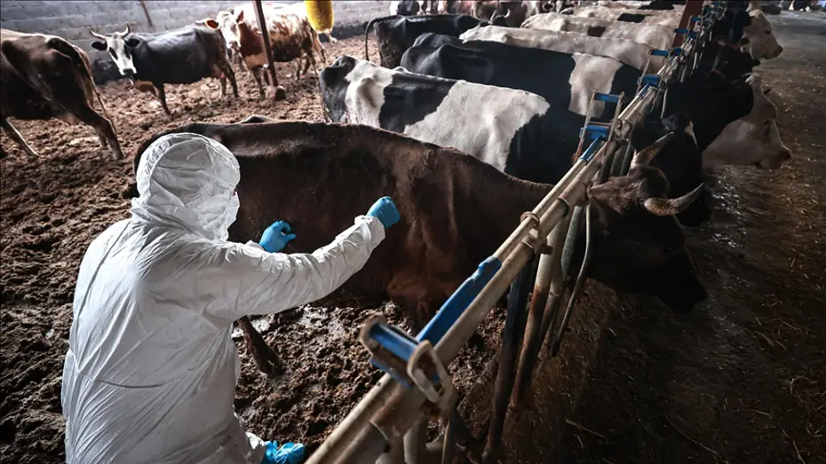 Sakarya'da 37 mahallede şap karantinası başlatıldı