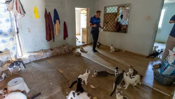 Ağır koku ihbarına giden ekipler şok oldu. Mersin'deki bir evden 100 kedi çıktı