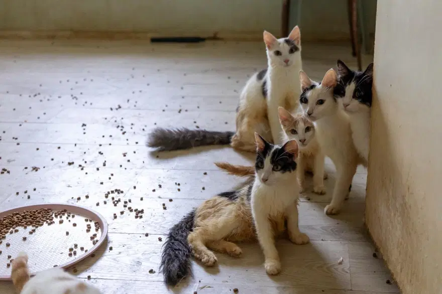Ağır koku ihbarına giden ekipler şok oldu. Mersin'deki bir evden 100 kedi çıktı 3 Ağır koku ihbarına giden ekipler şok oldu. Mersin'deki bir evden 100 kedi çıktı 3